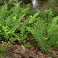 На Чернігівщині можна побачити різні багатоніжки