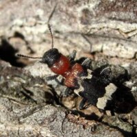 Чи мураха, чи жук, чи взагалі вовк