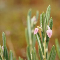 На Чернігівщині є рослина, яка названа на честь міфічної красуні