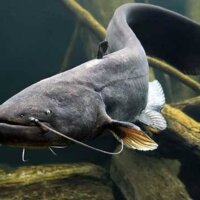 На Чернігівщині водиться найбільша в Європі прісноводна риба