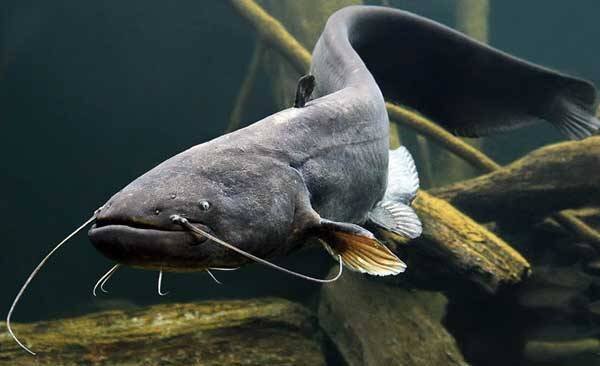 На Чернігівщині водиться найбільша в Європі прісноводна риба