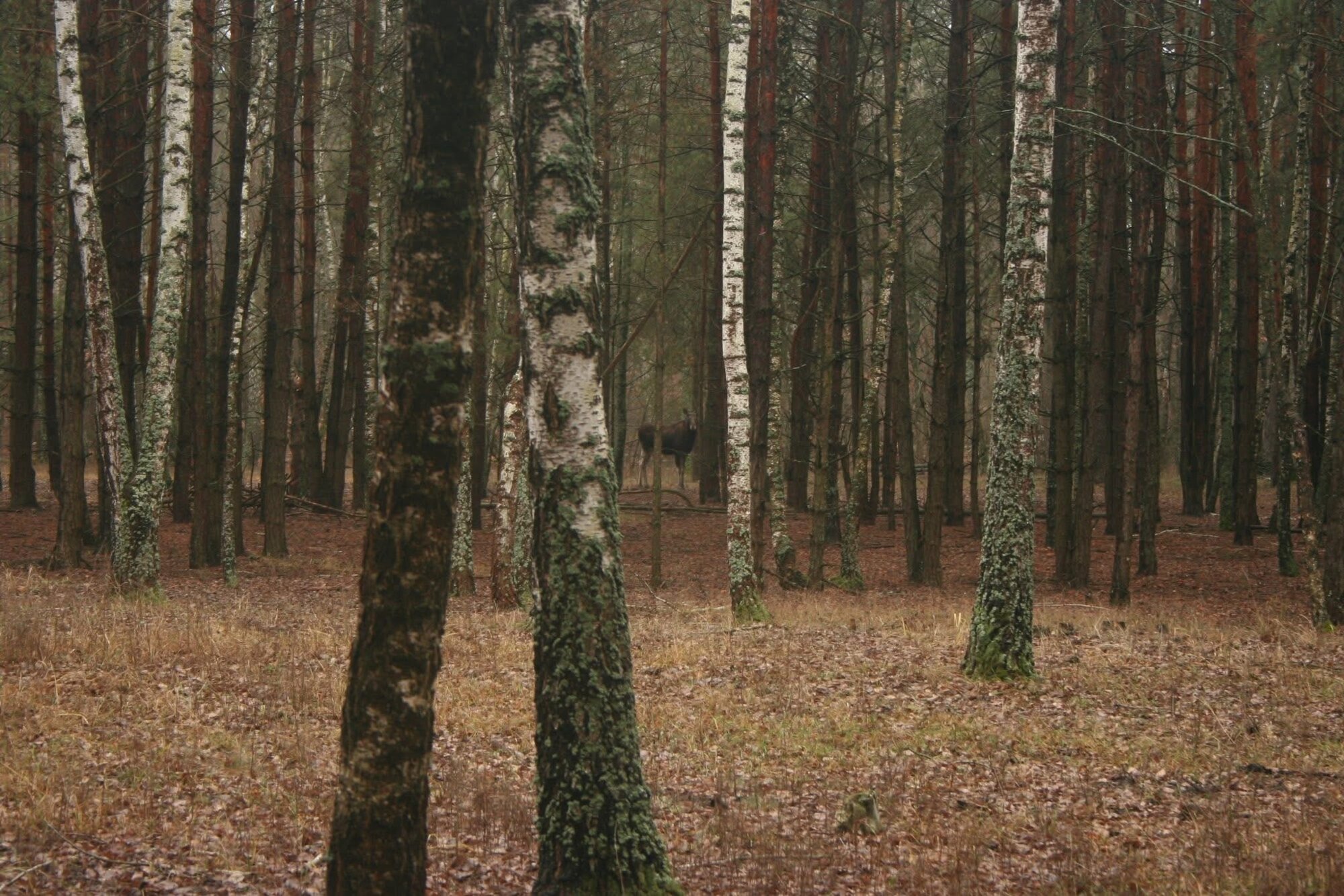 Мешканці парку природи 