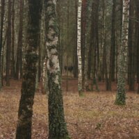 Мешканці парку природи "Беремицьке"