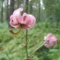 На Чернігівщині можна побачити червонокнижну рослину, яка є символом хоробрості та стійкості