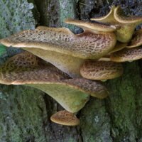 Гриби, які не замерзають взимку? Так, такі є,  і на Чернігівщині також