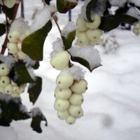 На Чернігівщині можна побачити рослину, плоди якої залишаються на гілках взимку та можуть витримувати великі морози