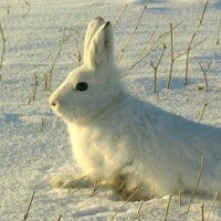Донедавна цю червонокнижну тварину вважали зниклою чи  спорадично проникаючою з території сусідніх країн