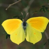 На Чернігівщині можна побачити метеликів взимку