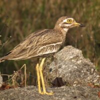 На Чернігівщині можна побачити лежня