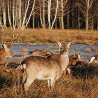 Весна в Dereville