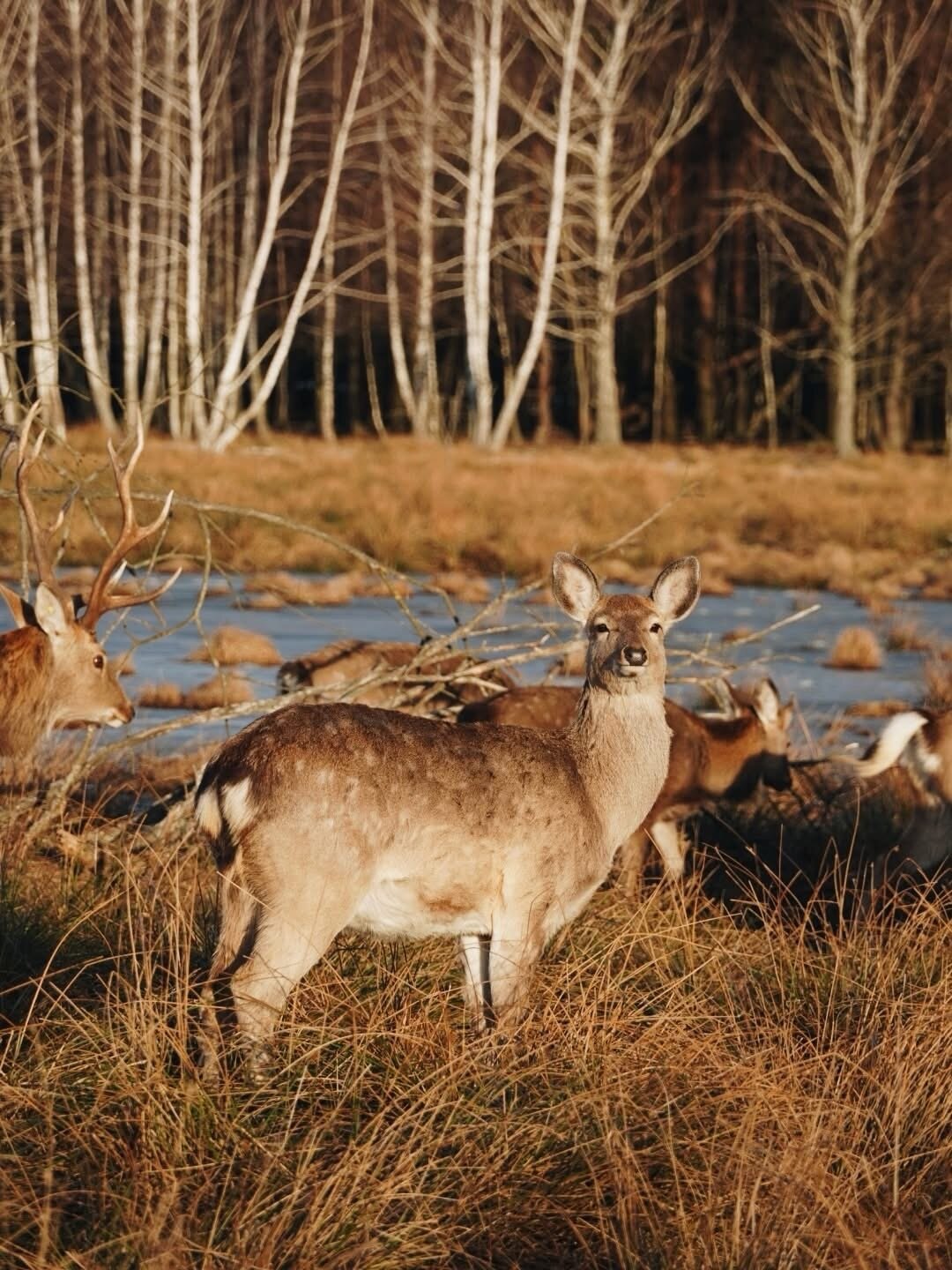 Весна в Dereville