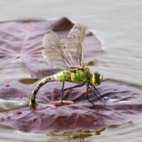 На Чернігівщині можна зустріти імператора