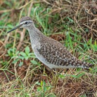 Можливо, хтось бачив фіфі на Чернігівщині?