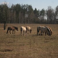 Парк природи "Беремицьке"
