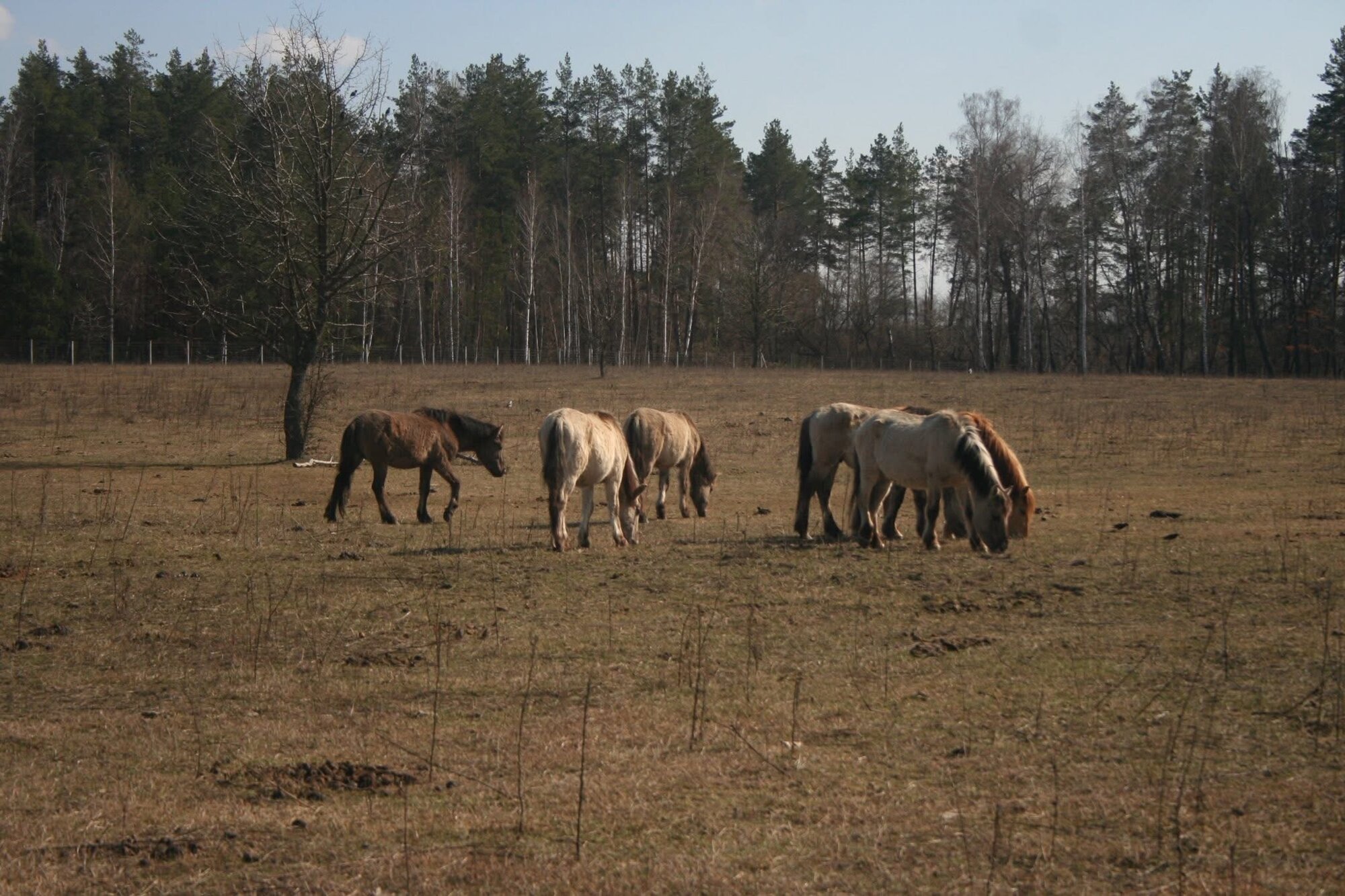 Парк природи 