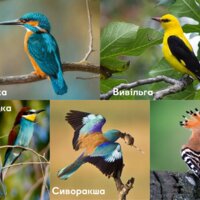 Всіх цих красунчиків можна зустріти на Чернігівщині