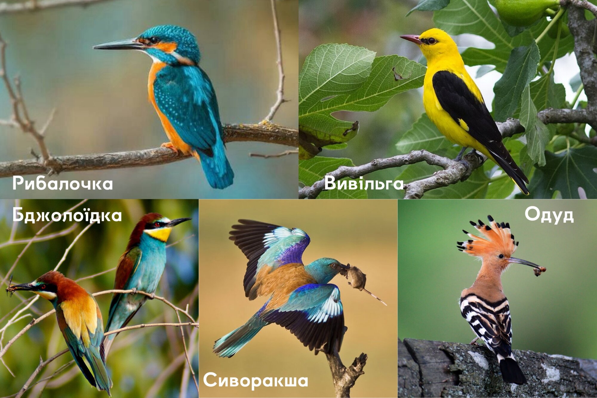 Всіх цих красунчиків можна зустріти на Чернігівщині