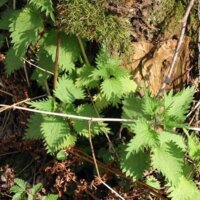 Будете здивовані, проте на Чернігівщині можна зустріти кропиву…київську