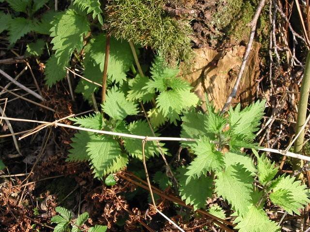 Будете здивовані, проте на Чернігівщині можна зустріти кропиву…київську