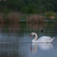 Вечір на луках за Десною