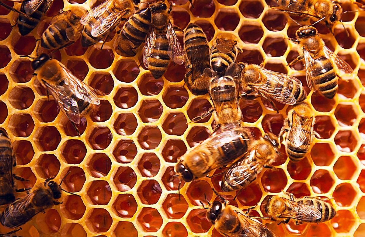 Брат з молодшою сестрою з Чернігівщини розвивають власну агропасіку