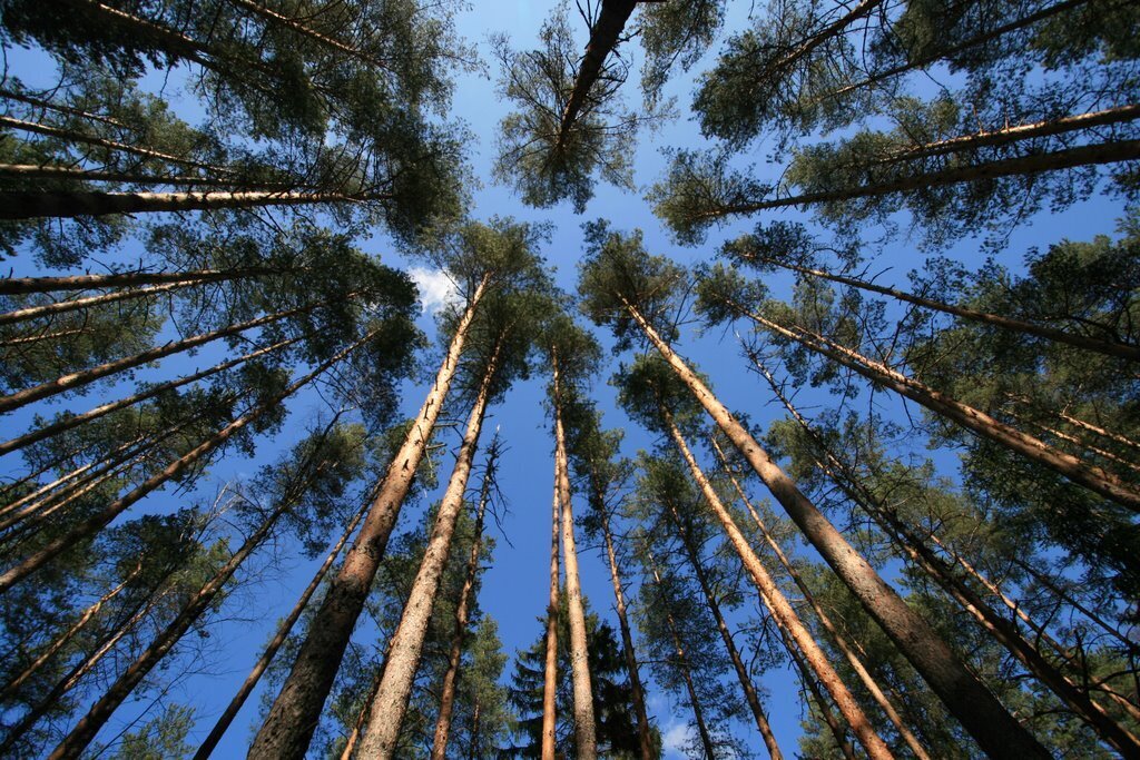 Бонітетні сосни Чернігівщини поступаються насадженням лісостепу?