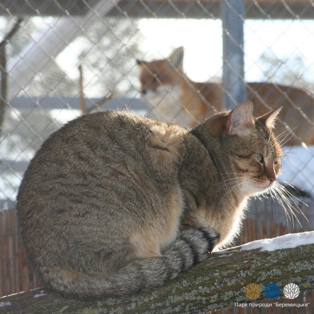 На Чернігівщині можна зустріти «майже домашню» червонокнижну тварину