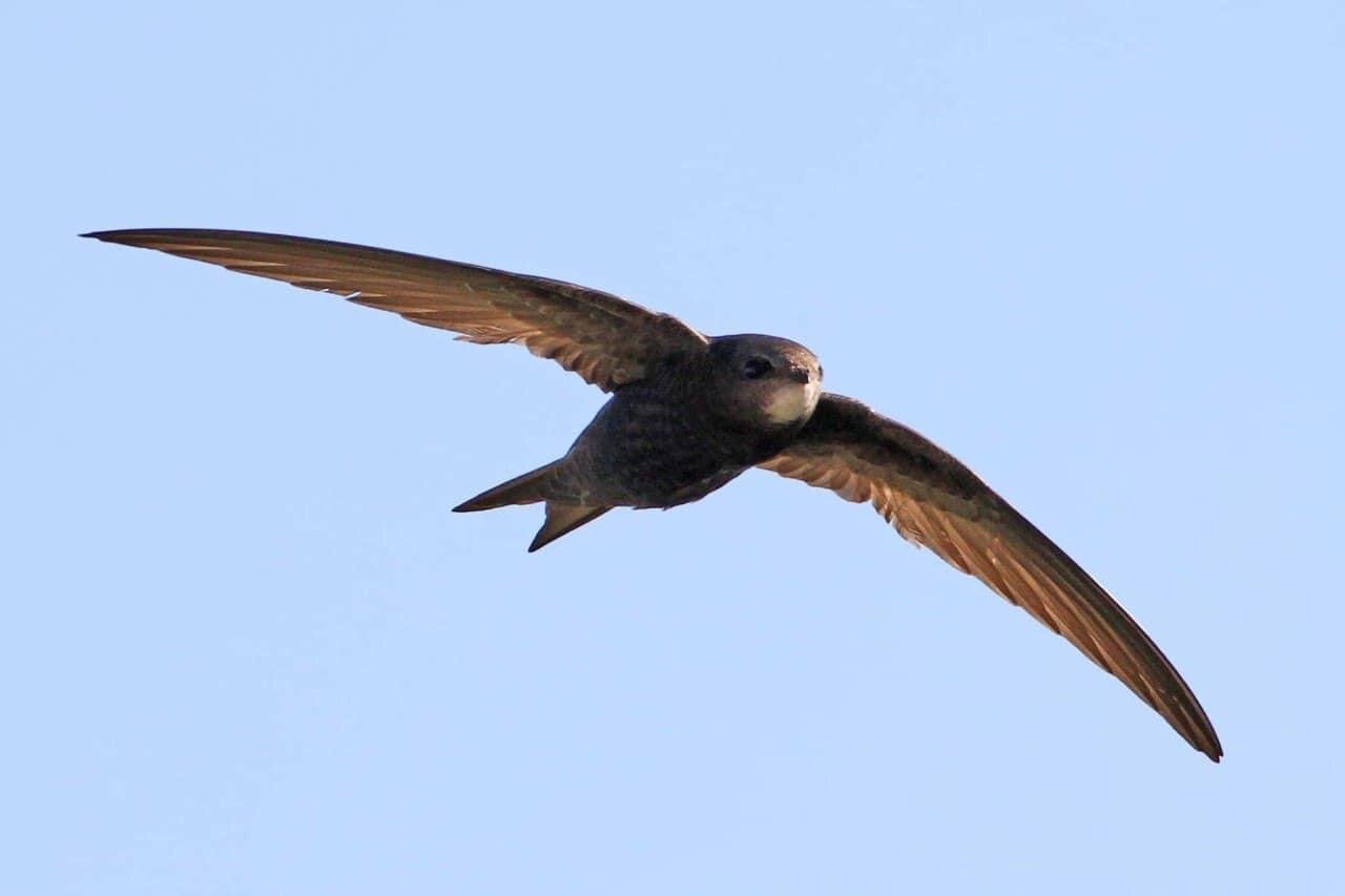 На Чернігівщині є птах, який не вміє ходити, але може літати 10 місяців без відпочинку