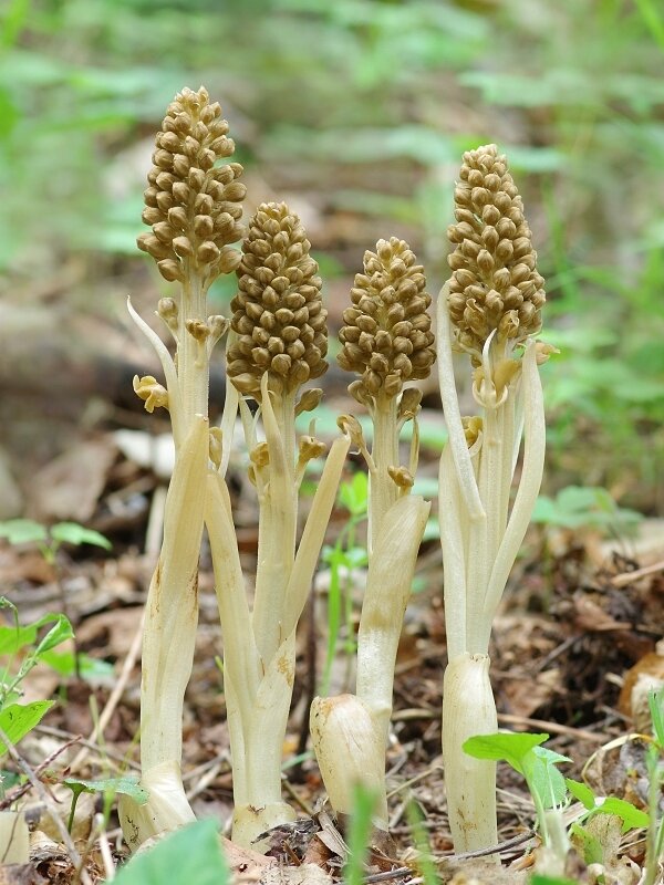 На Чернігівщині є рослина, яка росте під землею 10 років