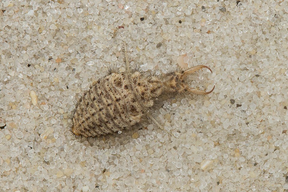 На Чернігівщині можна побачити левів звичайних з Європейського червоного списку