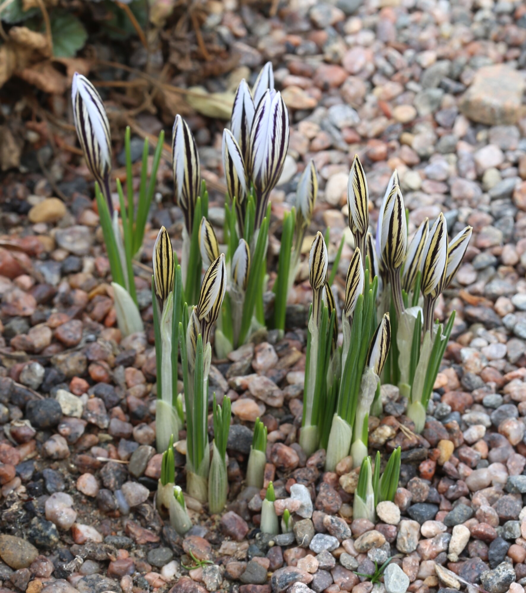 На Чернігівщині є червонокнижна рослина, а приправа, яку виготовляють  з її найближчого «родича», -  може коштувати майже як золото
