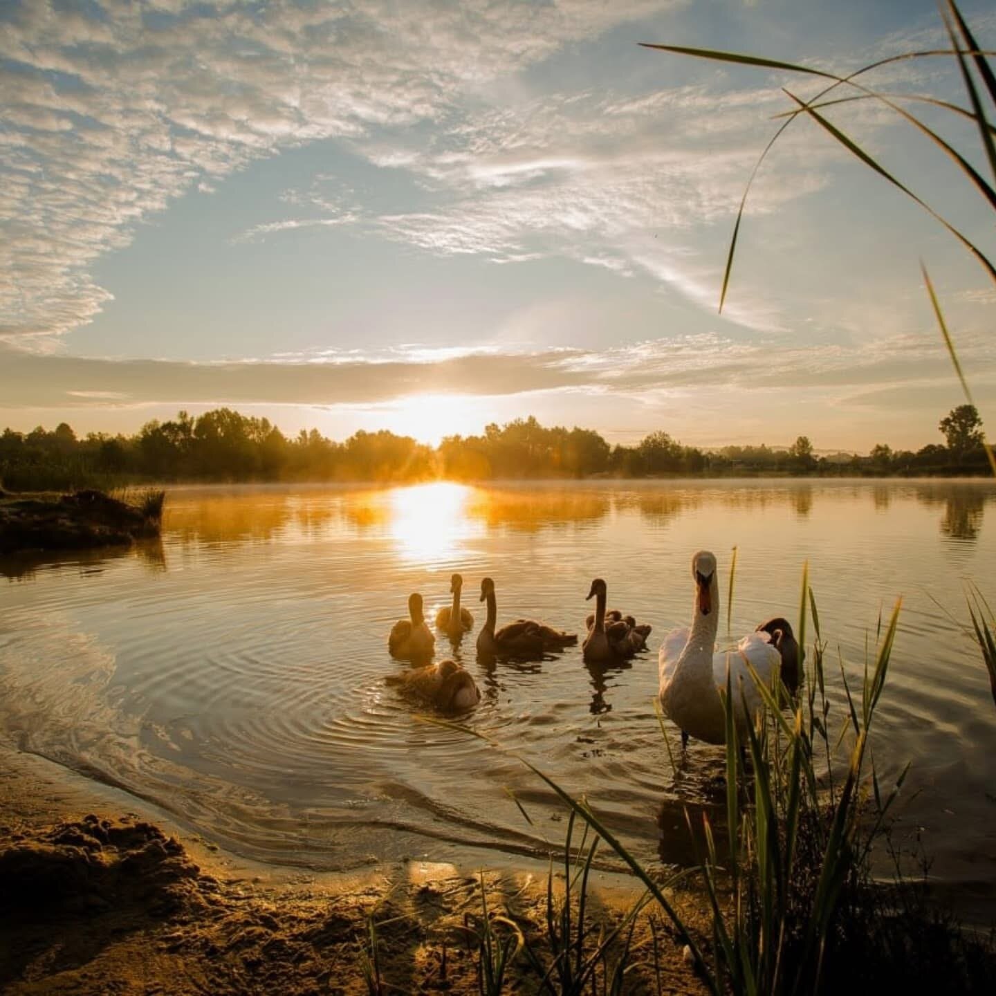 Ранок на «Лебединому» озері